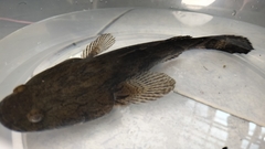 Oxyeleotris marmorata