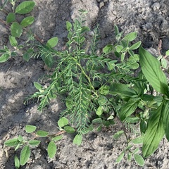 Phyllanthus fraternus