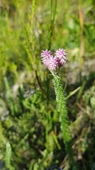 Lachnospermum umbellatum