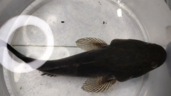 Oxyeleotris marmorata