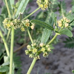 Gisekia pharnaceoides