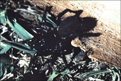 Hadronyche modesta