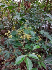Zanthoxylum asiaticum