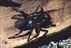 Hadronyche modesta