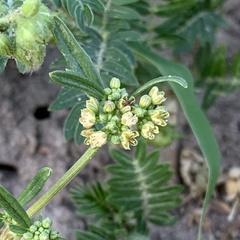 Gisekia pharnaceoides