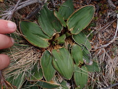 Celmisia cordatifolia