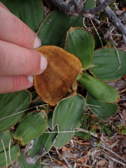 Celmisia cordatifolia