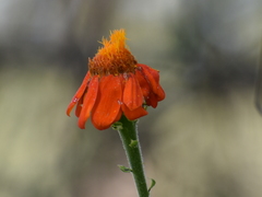 Adenophyllum squamosum