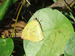 Catopsilia gorgophone