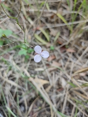 Murdannia graminea