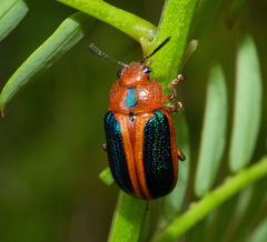 Calomela curtisi