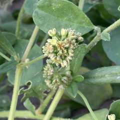 Gisekia pharnaceoides