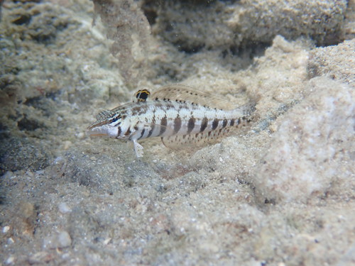 Cylindrical sandperch (Parapercis cylindrica) — Pinguipedidae — 4
