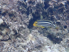 Yellowbanded Sweetlips photo 4