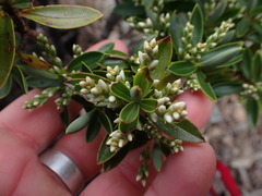 Veronica cryptomorpha