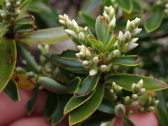 Veronica cryptomorpha