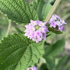 Lantana angolensis