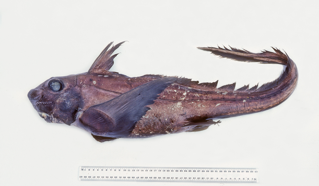 Longspine Chimaera