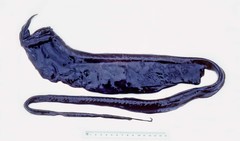 Saccopharynx schmidti
