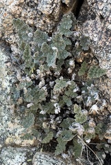 Myriopteris parryi image