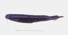 Opostomias micripnus