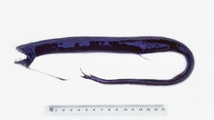 Ribbon Sawtail Fish photo 1