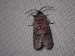 Culama suffusca
