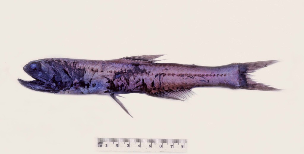 Diamondcheek Lanternfish
