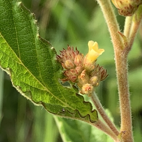 Waltheria indica