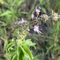Ocimum americanum