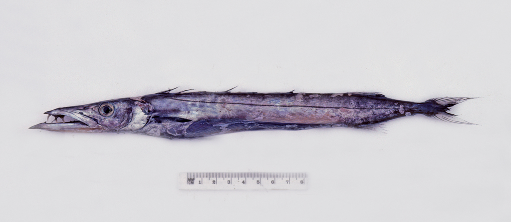 Black Gemfish