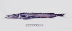 Black Gemfish photo 1
