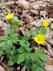 Ranunculus fascicularis