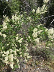 Ceanothus integerrimus