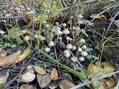 Coprinopsis canoceps