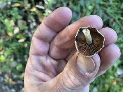 Coprinopsis canoceps