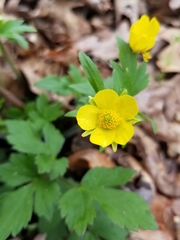 Ranunculus fascicularis