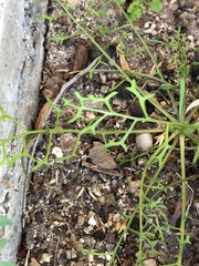 Chaenactis artemisiifolia