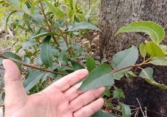 Eucalyptus banksii