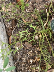 Chaenactis artemisiifolia