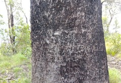 Eucalyptus banksii