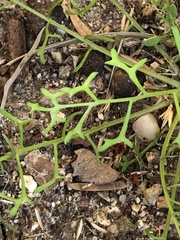 Chaenactis artemisiifolia