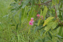 Corymbia ptychocarpa