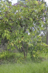 Corymbia ptychocarpa