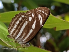 Neptis leucoporos
