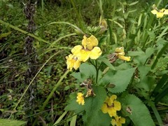 Goodenia grandiflora