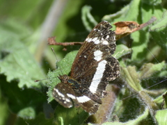 Castilia