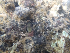 Omobranchus rotundiceps