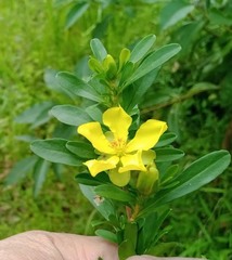 Hibbertia monticola