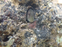 Omobranchus rotundiceps